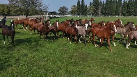 Bursa'da yetiştirilmişti: 12 milyon liraya satıldı!