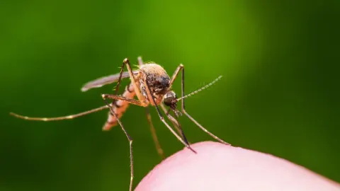 İlk kez bir insanda tespit edilen Shamonda virüsü Fransa'da can aldı