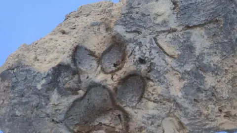 Kütahya'da 4 bin yıllık köpek pati izleri bulundu