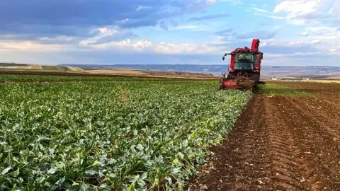 Pancar üreticisi çiftçilerin hesaplarına 5'inci avans ödemeleri aktarıldı