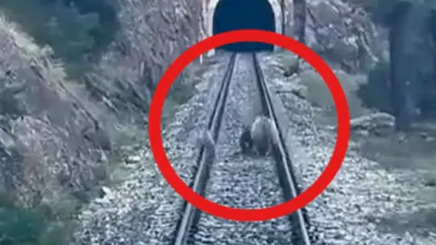 Sivas'ta tren yoluna ayılar çıktı
