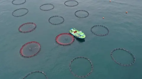 Türkiye'nin Çin'e su ürünleri ihracatı yaklaşık 3 katına çıktı