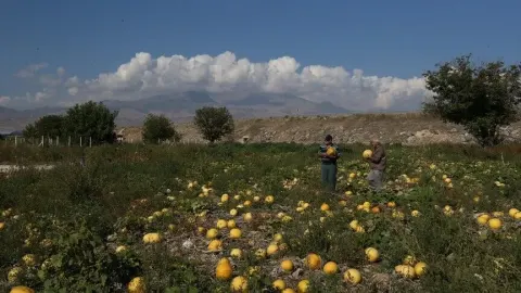 "Türkiye'nin kabak çekirdeği ambarı" Kayseri'de tarlalar sarıya büründü